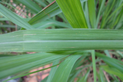 Closer-view-of-Leaves-of-Citronella