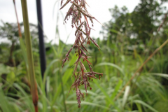 Closer-view-of-flower-cluster-of-Citronella