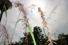 Flowering-cluster-of-Citronella