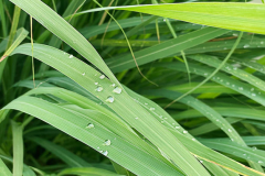 Leaves-of-Citronella