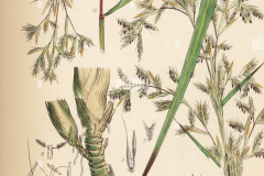 Plant-illustration-of-Citronella