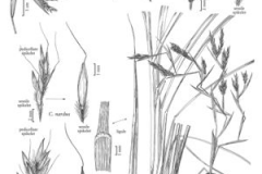 Sketch-of-Citronella