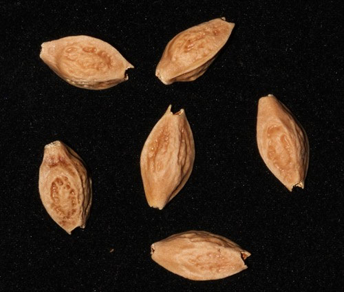 Seeds-of-Clammy-cherry