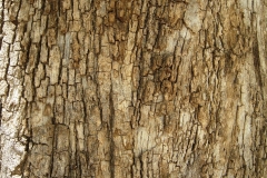 Bark-of-Clammy-cherry
