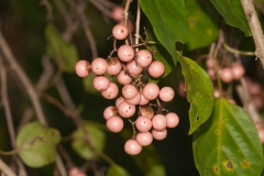 Clammy-cherry