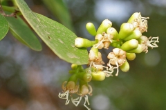 Closer-view-of-flower-of-Clammy-cherry