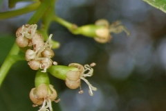 Flowers-of-Clammy-cherry