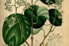 Plant-Illustration-of-Clammy-cherry