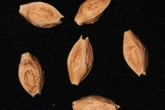 Seeds-of-Clammy-cherry