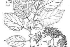 Sketch-of-Clammy-cherry