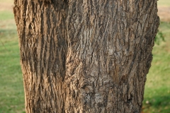 Trunk-of-Clammy-cherry