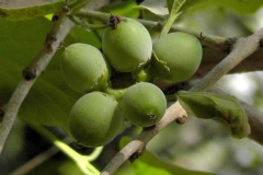 Unripe-Clammy-cherry-on-the-tree