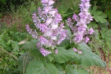 Clary-sage-Plant