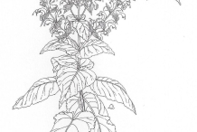 Sketch-of-Clary-sage