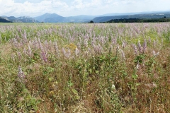 Clary-sage-Plant-growing-wild