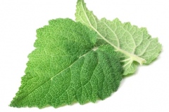 Closer-view-of-leaves-of-Clary-sage