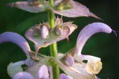 Closer-view-of-flower-of-Clary-Sage