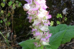 Flowers-of-Clary-sage