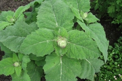Leaves-of-Clary-sage