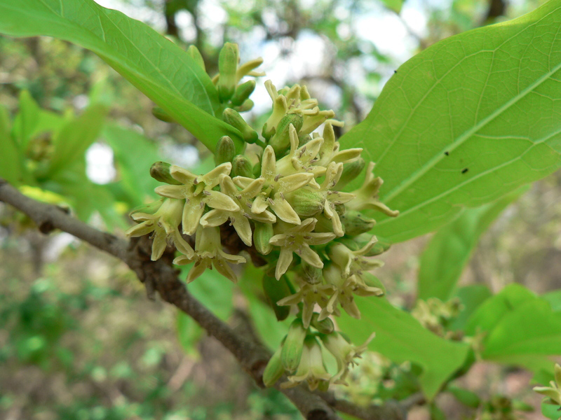 Flowers-of-Clearing-Nut