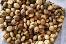 Seeds-of-Clearing-Nut