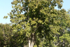 Clearing-Nut-tree