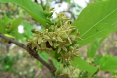 Flowers-of-Clearing-Nut