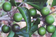 Immature-fruits-of-Clearing-Nut