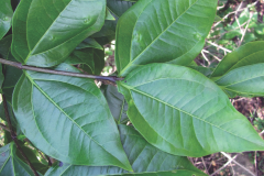 Leaves-of-Clearing-Nut