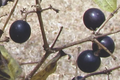 Mature-fruits-of-Clearing-Nut