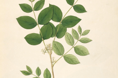 Plant-Illustration-of-Clearing-Nut