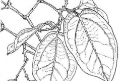 Sketch-of-Clearing-Nut