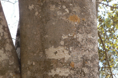 Trunk-of-Clearing-Nut