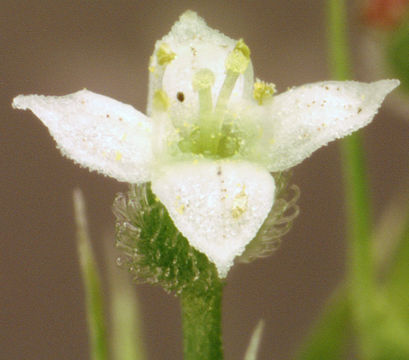 Closer-view-of-Cleavers-flower