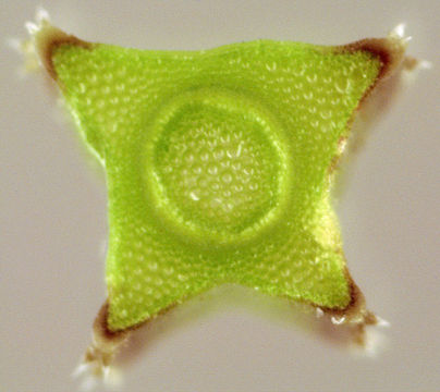 Closer-view-of-stem-cross-section-of-Cleavers