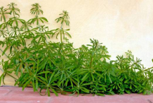 Cleavers-plant