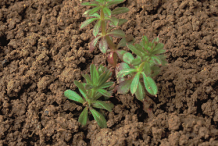 Cleavers-saplings