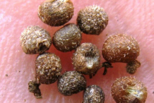 Cleavers-seeds