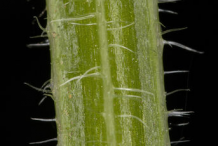 Closer-view-of-Cleavers-Stem