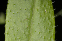 Closer-view-of-dorsal-side-of-Cleavers leaves
