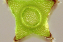 Closer-view-of-stem-cross-section-of-Cleavers