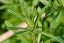 Leaves-of-Cleavers