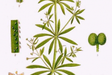 Plant-Illustration-of-Cleavers