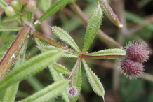 Ripe-fruit-of-Cleavers