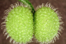 Unripe-Cleavers-fruit