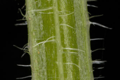Closer-view-of-Cleavers-Stem