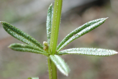 Stem-of-Cleavers-herb