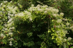 Clematis-vitalba-Plant-growing-wild