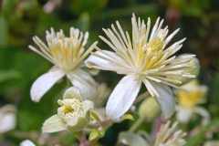Closer-view-of-flower-of-Clematis-vitalba