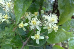 Flower-of-Clematis-vitalba